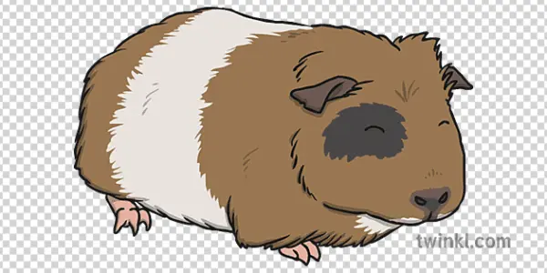 Brown and White Guinea Pig PNG Transparent