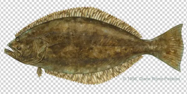 Flounder Fish PNG Transparent Background