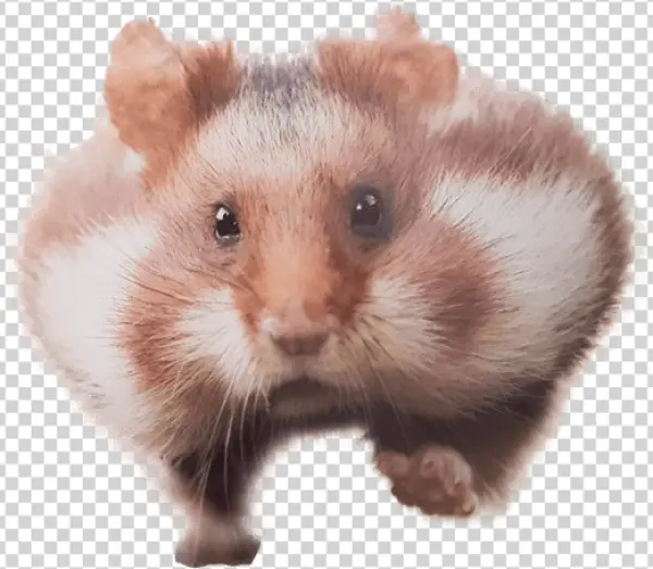 Cute Hamster with Full Cheeks PNG Transparent