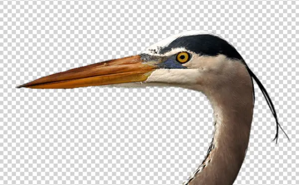 Great Blue Heron Head PNG Transparent Background