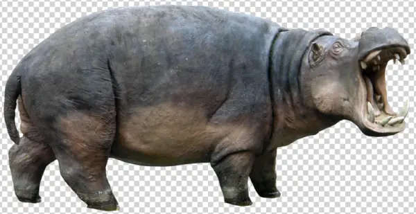 Hippopotamus Open Mouth PNG Transparent Background