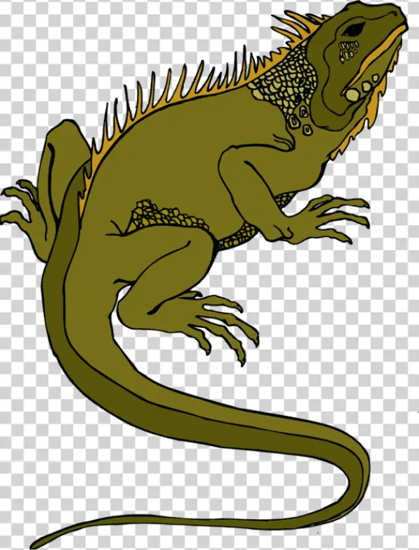 Green Iguana Illustration Transparent PNG