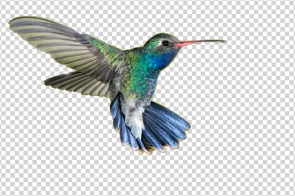 Iridescent Hummingbird in Flight Transparent PNG