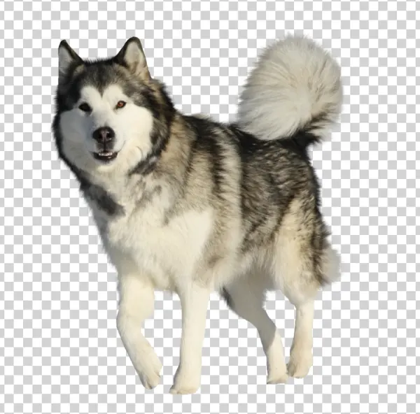 Alaskan Malamute Dog PNG Transparent Background