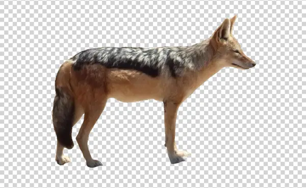 Black-Backed Jackal PNG Transparent Background