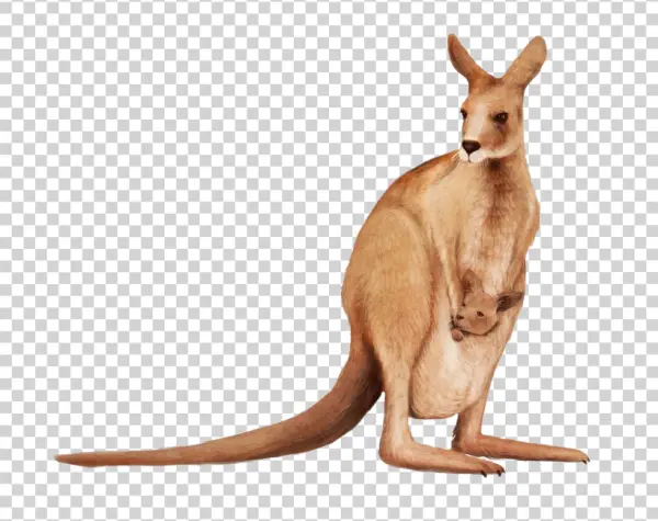 Kangaroo with Joey PNG Transparent Background