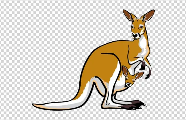Kangaroo with Joey Transparent PNG