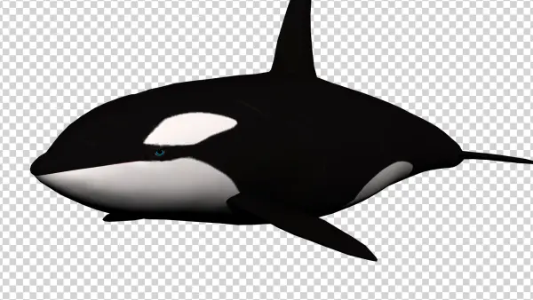 Orca Killer Whale PNG Transparent Background