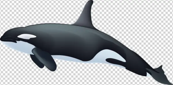 Killer Whale Orca PNG Transparent Background