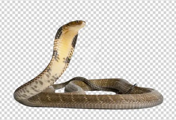 Cobra Snake Transparent PNG Image