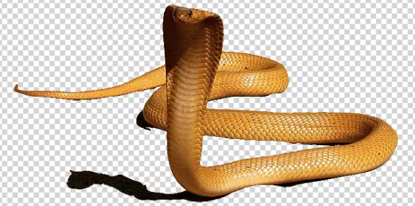 Realistic Cobra Snake PNG Transparent Background