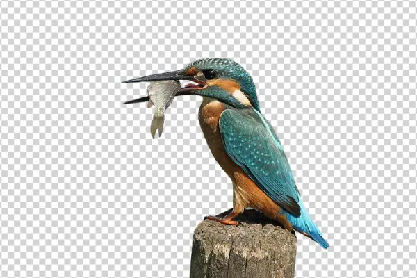 Kingfisher Bird with Fish PNG Transparent Background