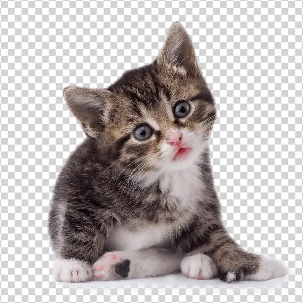 Curious Tabby Kitten Transparent Background PNG
