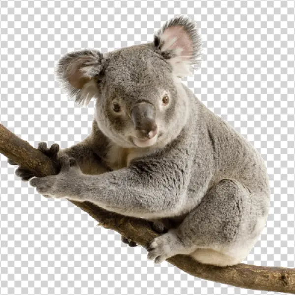 Cute Koala on Branch PNG Transparent Background