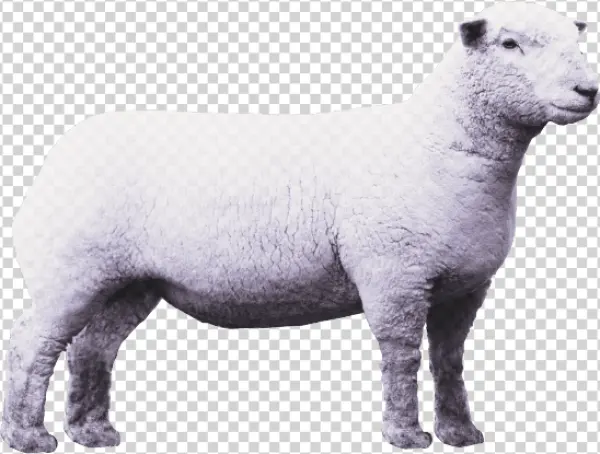 White Sheep PNG Transparent Background