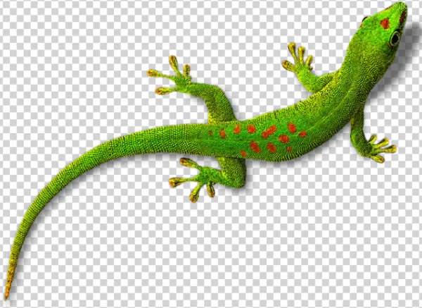 Green Gecko with Red Spots PNG Transparent Background