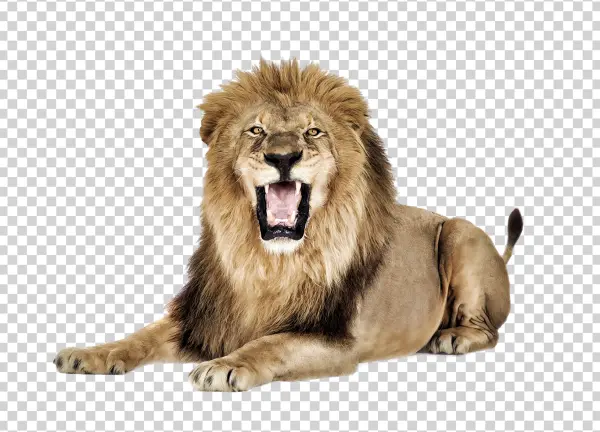 Roaring Lion Transparent PNG Cutout