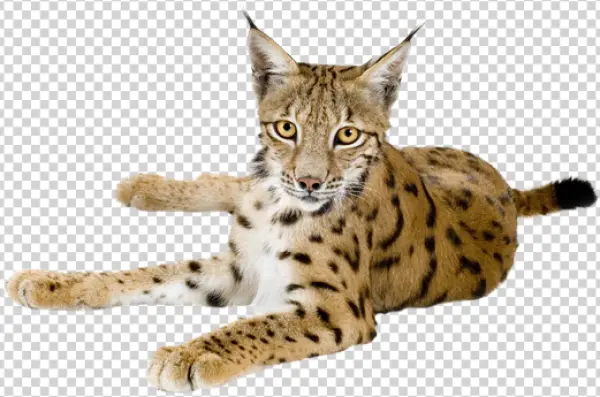 Wild Lynx Transparent Background PNG
