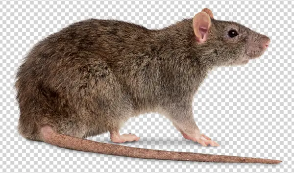 Realistic Brown Rat PNG Transparent Background