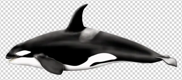 Orca Killer Whale PNG Transparent Background