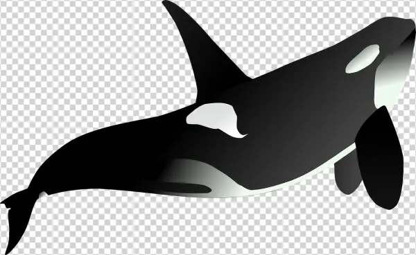 Orca Killer Whale Transparent PNG