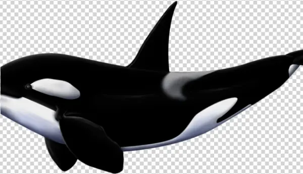 Orca Whale Transparent PNG