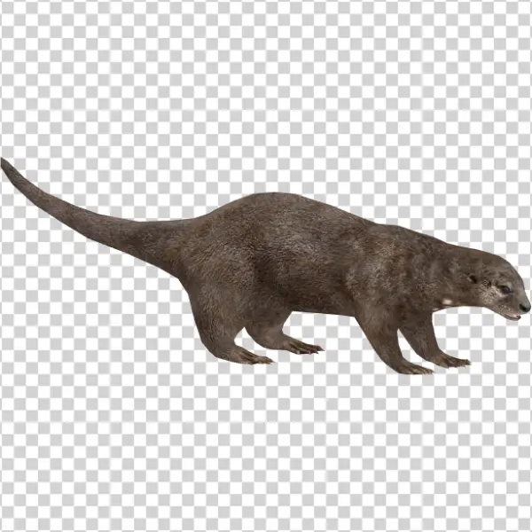 Realistic Otter PNG Transparent Background