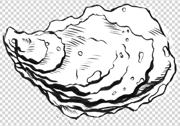 Hand Drawn Oyster Shell PNG Transparent