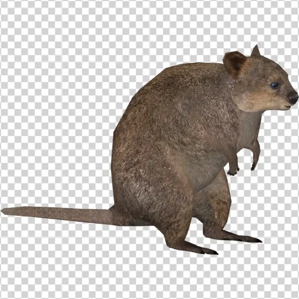 Cute Quokka Transparent PNG