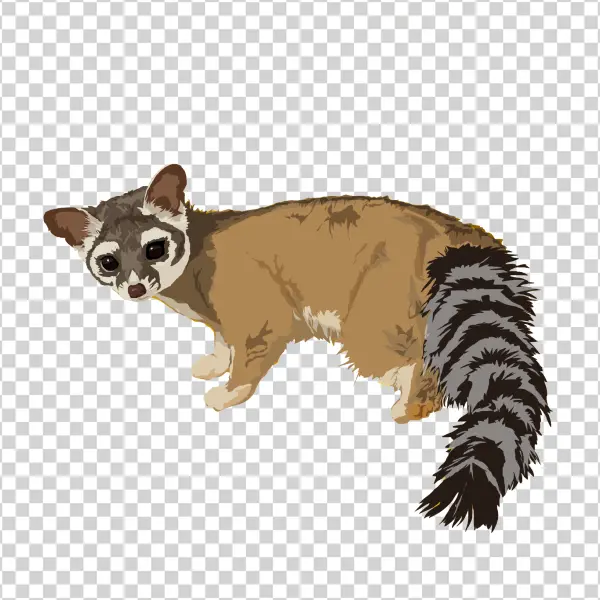 Ringtail Cat Illustration PNG Transparent Background