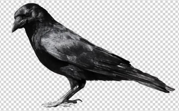 Black Crow PNG Transparent Background