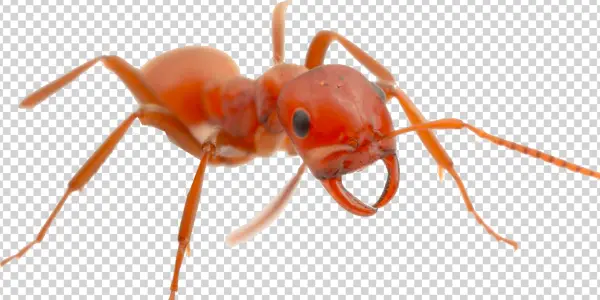 Detailed Red Ant PNG Transparent Background