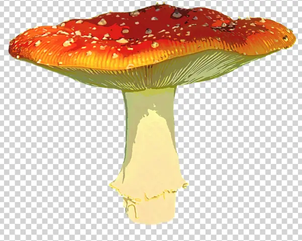 Red and White Spotted Mushroom PNG