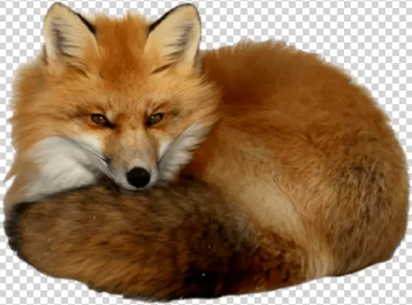Curled Up Red Fox PNG Transparent Background