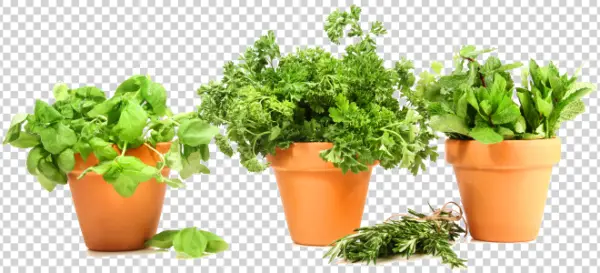 Fresh Culinary Potted Herbs PNG Transparent Background