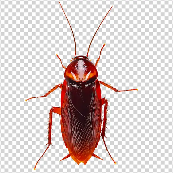 Realistic Cockroach PNG Transparent Background