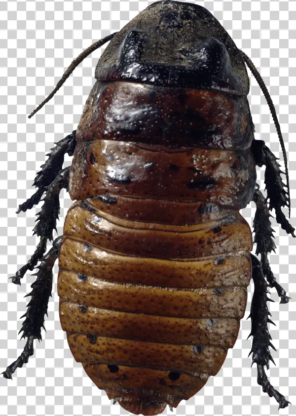 Giant Cockroach PNG Transparent Background