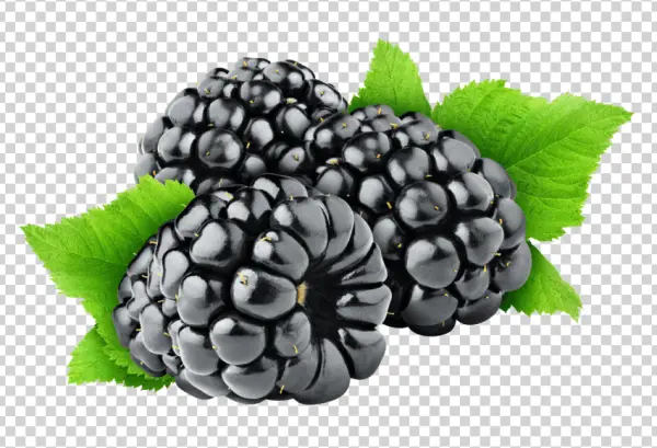 Fresh Blackberries with Leaves PNG Transparent Background