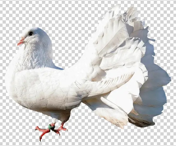 White Fantail Dove Transparent Background PNG