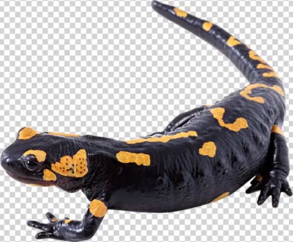Fire Salamander Transparent PNG Image