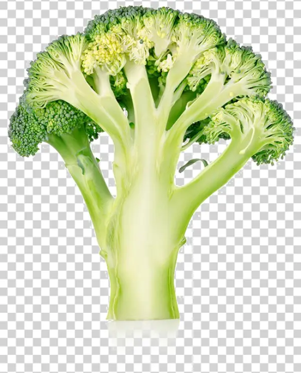 Broccoli Cross Section PNG Transparent Background