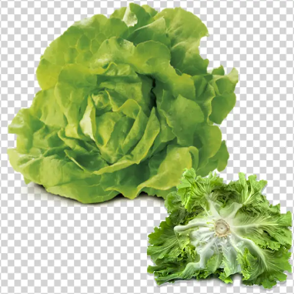Fresh Green Lettuce Head PNG Transparent Background