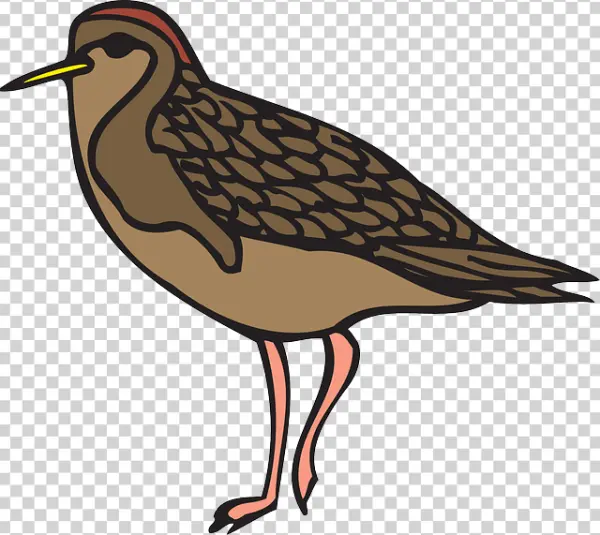 Cartoon Sandpiper Bird PNG