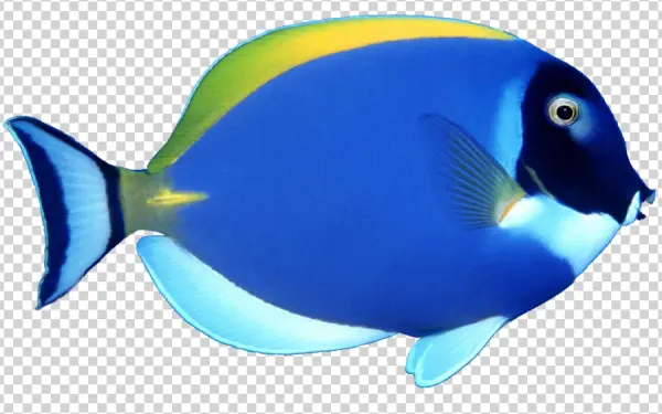 Powder Blue Tang Fish PNG Transparent Background