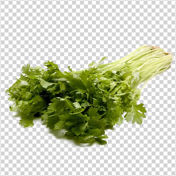 Fresh Cilantro Bunch PNG Transparent Background