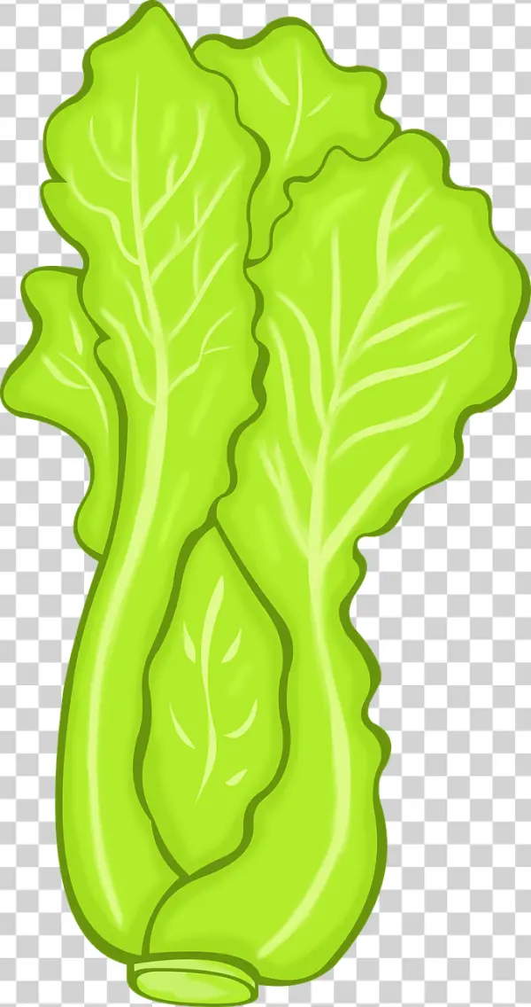 Cartoon Lettuce PNG Transparent Background
