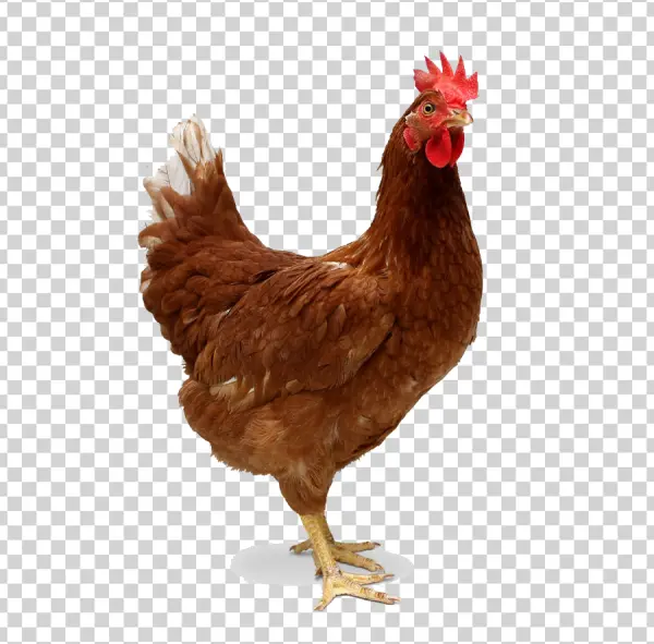 Brown Chicken Transparent PNG