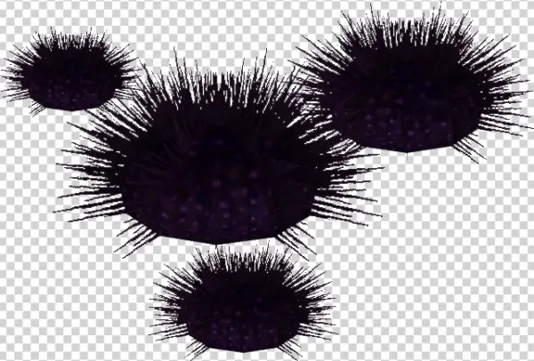Dark Purple Sea Urchins PNG Transparent Background