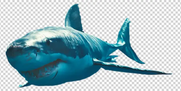 Realistic Shark PNG Transparent Background