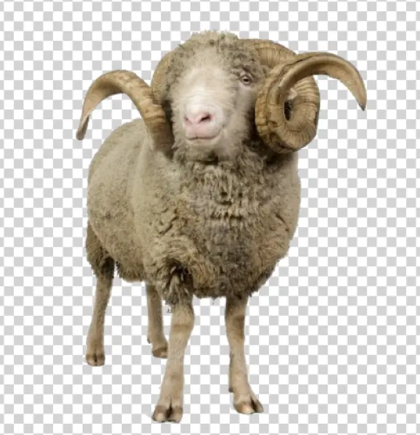 Merino Ram with Horns PNG Transparent Background